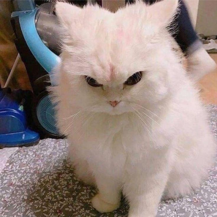 Create meme: very angry cat, cute cats funny, the evil white cat