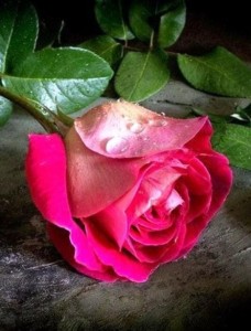 Create meme: flowers beautiful roses, beautiful roses, pink roses