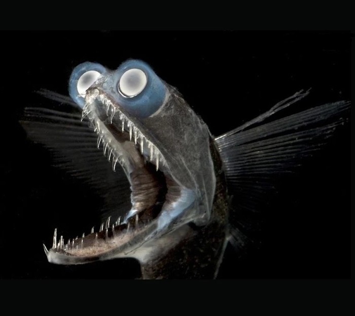 Create meme: anglerfish Mariana trench, telescopefish gigantura, angler fish