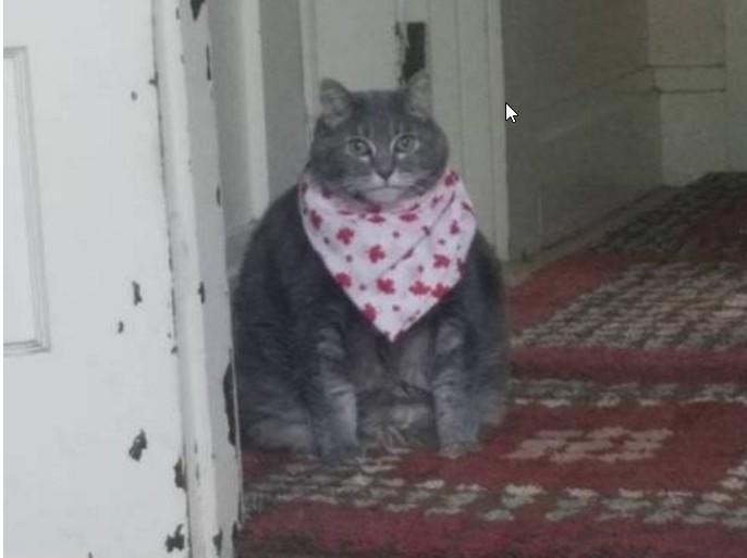 Create meme: fat cat , a fat cat in a bib, cat