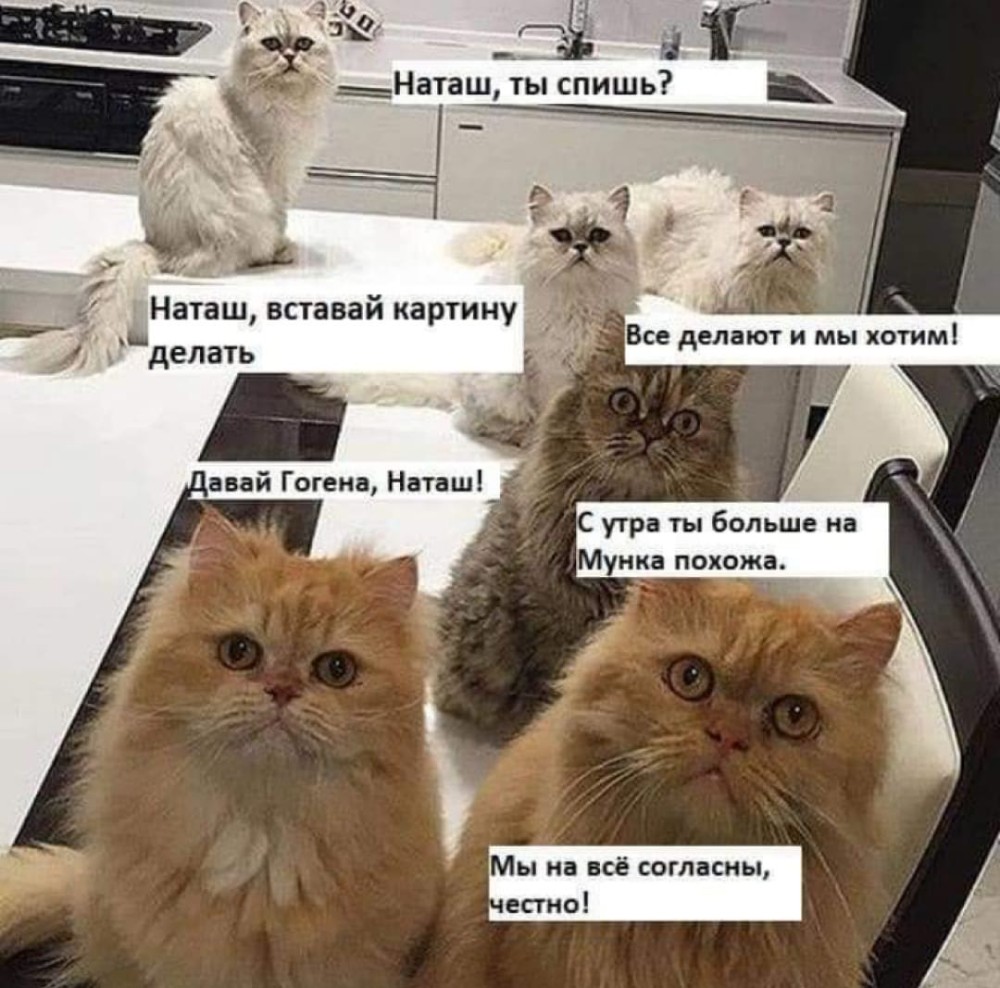 Создать мем: мем с котами наташа, мемы с котами, приколы про котиков и наташу