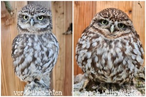 Create meme: bird owl, little owl, the little owl