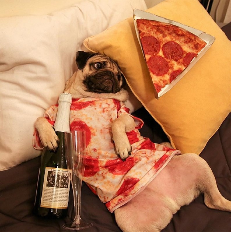Create meme: pug with pizza, daddy, pizza is funny