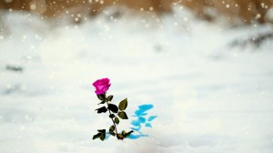 Create meme: flowers winter sadness, winter snow, the Wallpapers of snowfall