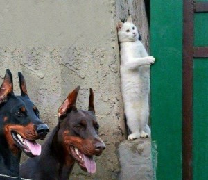Create meme: funny animals, the cat and the Dobermans meme