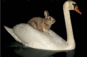 Create meme: bird Swan, baby animals, Swan