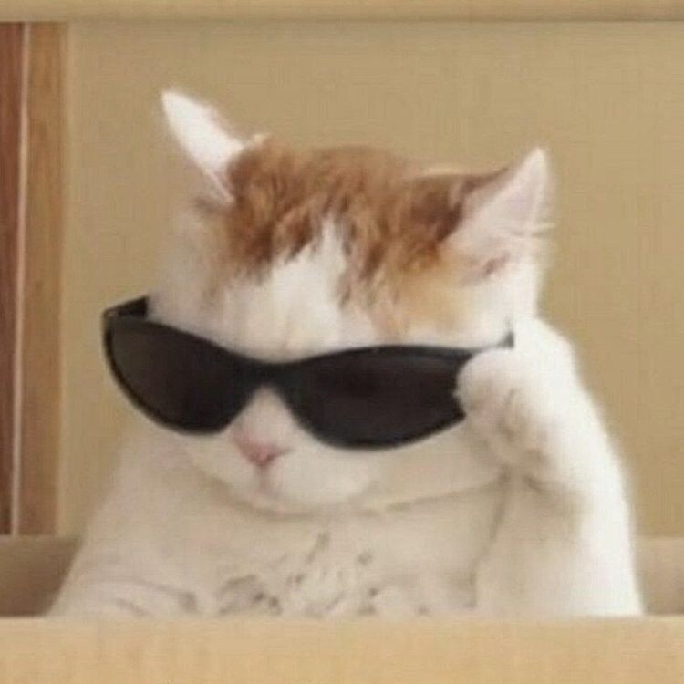 Create meme: cool cat meme, cat with sunglasses meme