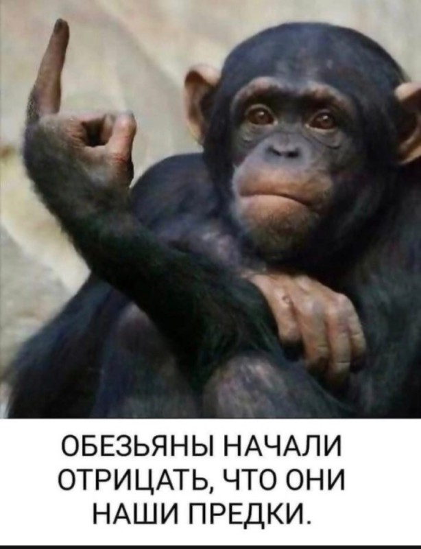 Создать мем: обезьяны вместе, обезьяна фак, шимпанзе смешные
