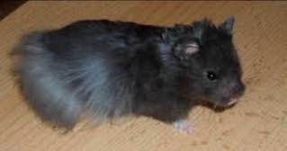 Create meme: the Syrian hamster , syrian hamster grey, syrian long - haired hamster