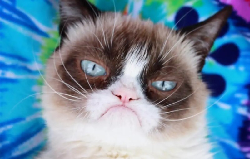 Создать мем: угрюмый кот, кошка с недовольной мордой, real grumpy cat
