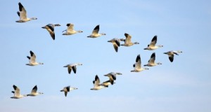 Create meme: uleti, goose, migratory birds