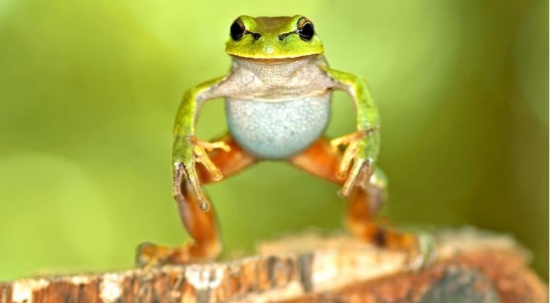 Создать мем: лягушка и жаба, жаба, квакша лягушка
