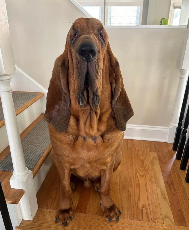 Create meme: bloodhound dog, bloodhound hound dog, bloodhound breed