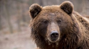 Create meme: bear bear, big brown bear, bear