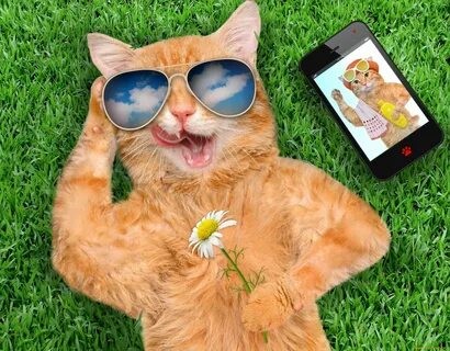 Создать мем: кот в солнечных очках