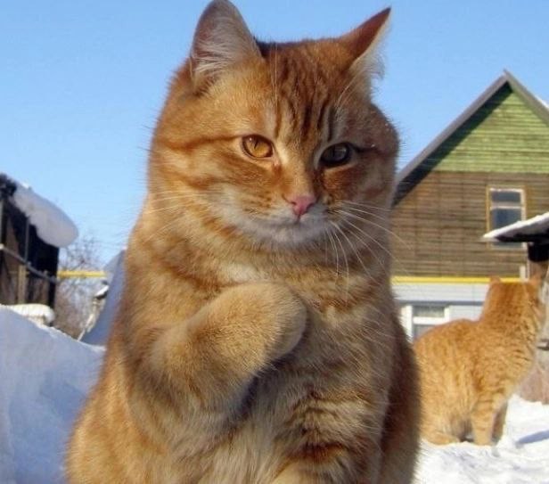 Create meme: tut meme cat, impudent red muzzle, red cat 