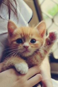 Create meme: cute, cat magic, animals cats