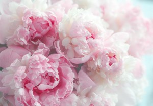 Create meme: peonies, delicate peonies, pink peonies