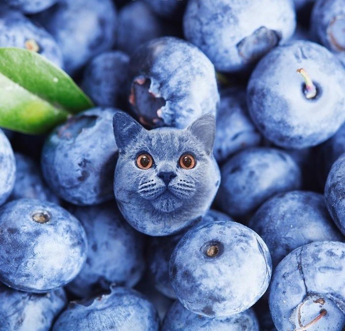 Create meme: blueberries, blueberries berry, blueberries and blueberries