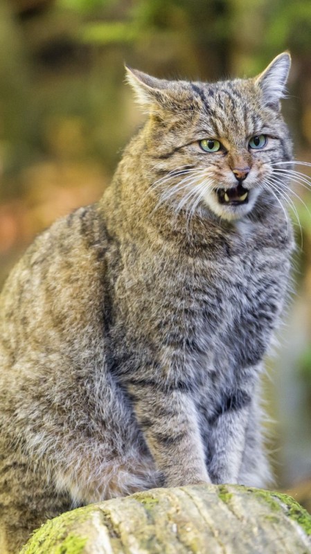 Создать мем: дикий кот, дикая лесная кошка, европейский дикий лесной кот