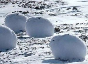 Создать мем: животные арктики арктический беляк, арктический беляк полярный заяц, арктический заяц беляк