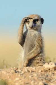 Create meme: meerkats, meerkat cute, meerkat animal