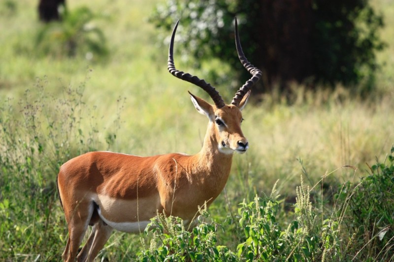 Create meme: impala black antelope, african impala antelope, antelope gazelle