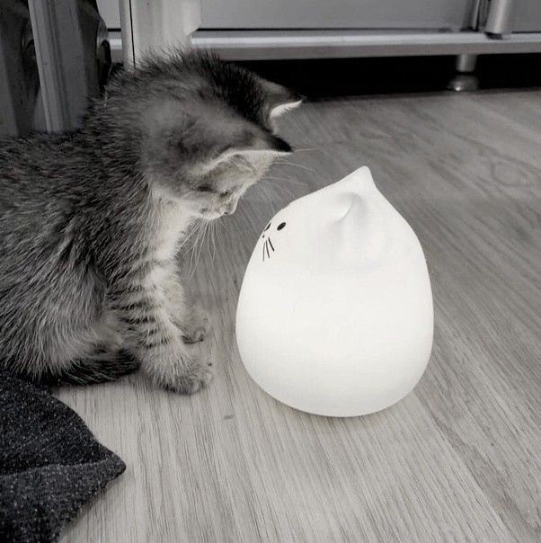 Создать мем: кот лампа, кот, кошки