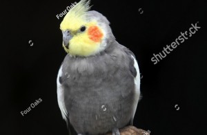 Create meme: Corella male, Corella, Corella parrot