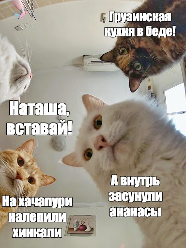 4 утра наташ вставай. Мемы с котами новые. Кот проснулся Мем. Наташа вставай. Наташа и коты.