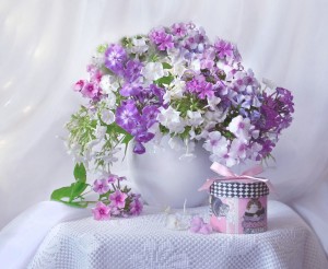 Create meme: delicate still lifes with flowers, flowers Phlox, photonaturalist with flowers