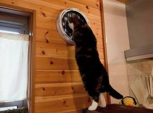 Create meme: and watch cat meme, the cat looks at his watch meme, meme the cat and the clock time