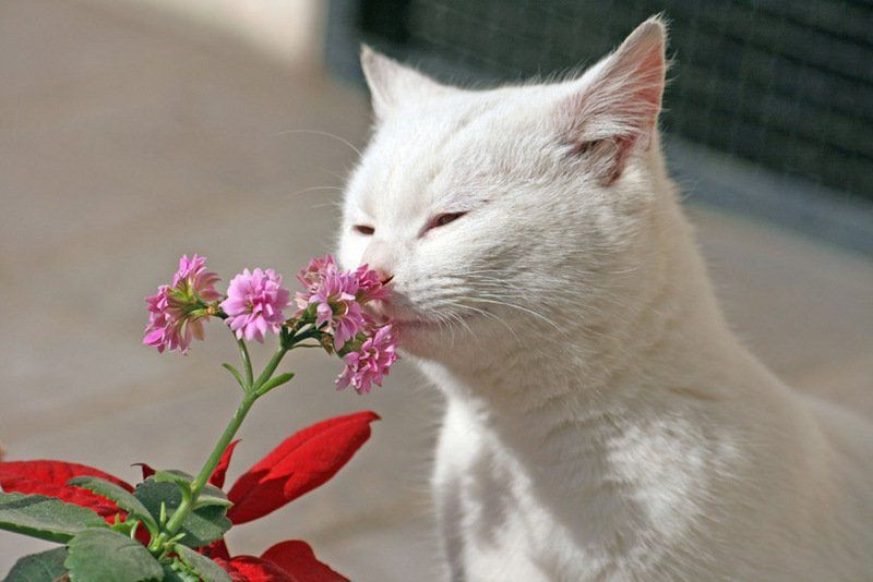 Создать мем: котик в цветах, кот нюхает цветок, кошка нюхает цветы