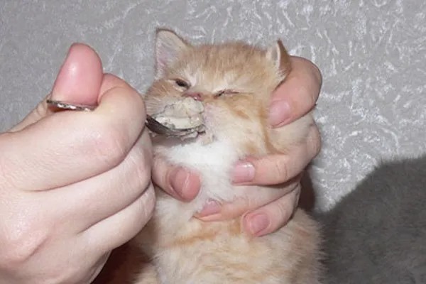 Create meme: cat , kitten is fed with a spoon meme, cat fed with a spoon