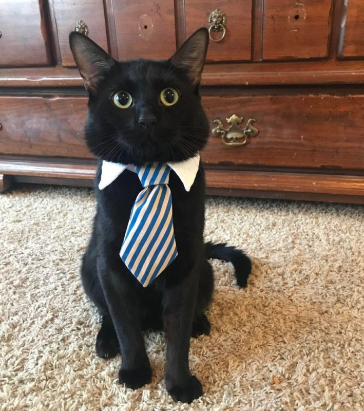 Создать мем: кот в пиджаке, черный кот в галстуке, котик в галстуке