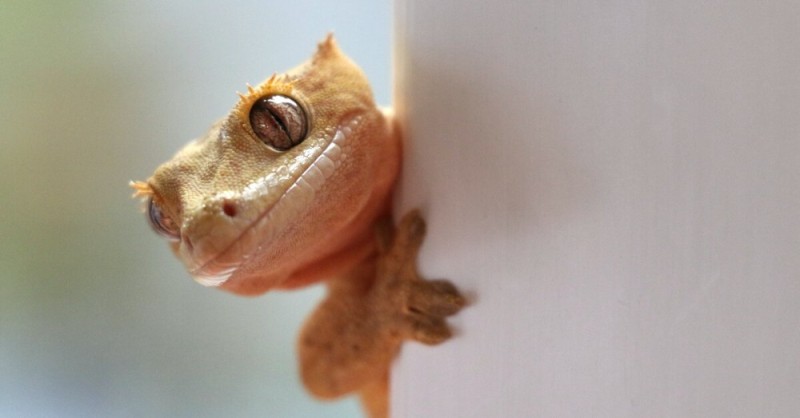 Create meme: Gecko , Gecko the banned, ciliated banana - eating gecko