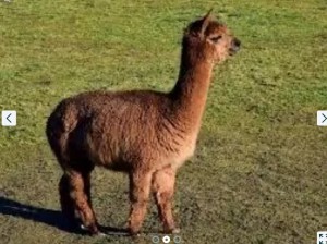 Create meme: Lama Alpaca, Alpaca