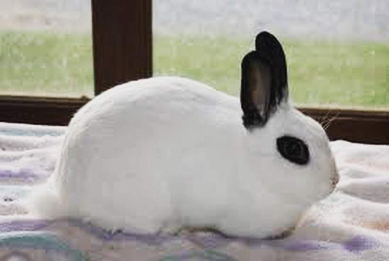 Create meme: Californian rabbit, rabbit dwarf hotot, decorative rabbit white