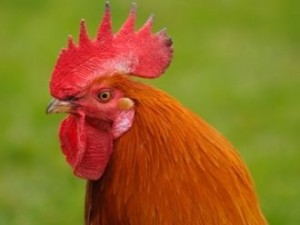 Создать мем: chicken, cockerel, rooster