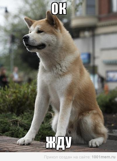 Create meme: hah memes, Hachiko: the most loyal friend, hachiko breed