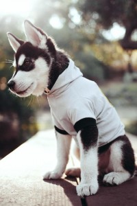 Создать мем: husky puppy, красивые собаки, хаски рэпер
