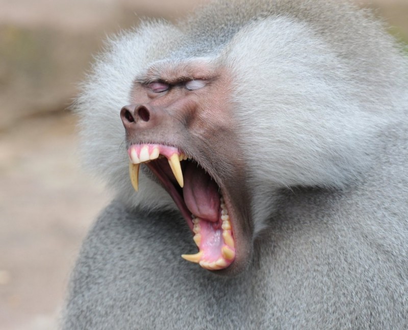 Create meme: baboon hamadryad fangs, baboon Hamadryad, baboon vs. baboon