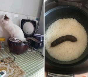 Создать мем: кот накакал в мультиварку, кот кот, rice cooker