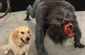 Create meme: dog, the werewolf and the dog mcm, Dog