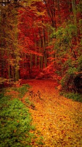 Создать мем: красивый осенний лес, лес осенью, осень