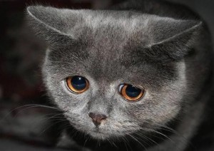Создать мем: расстроенный кот, печальный котик, расстроенный котик