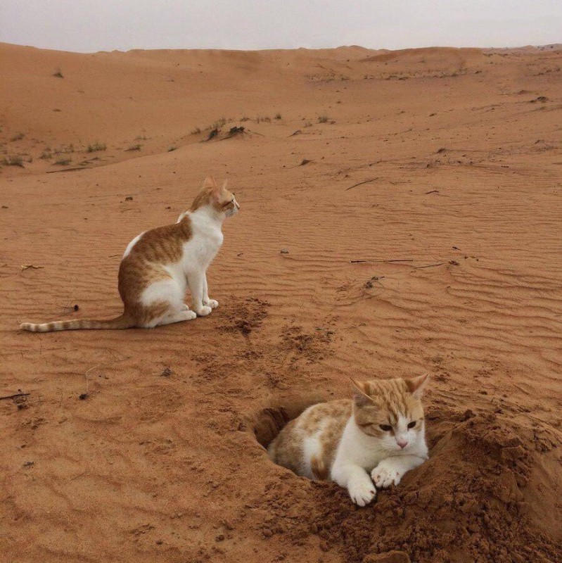 Создать мем: кошка, кот, кот песочек