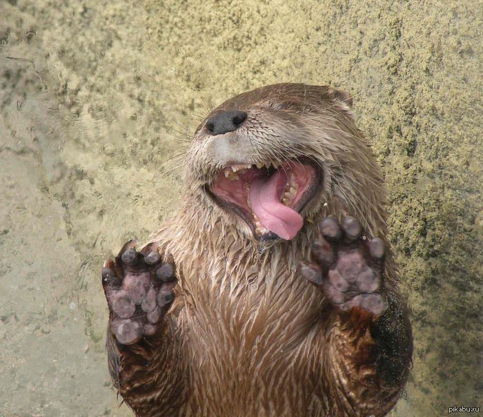 Create meme: otter , beaver , funny beavers