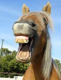 Create meme: horse funny, horse smile, girls