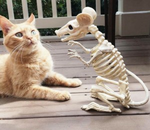 Создать мем: смешные коты, забавные кошки, скелет крысы
